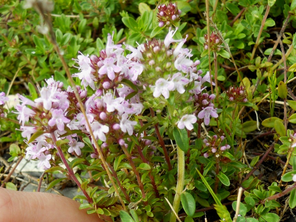 fiore rosa 2 - Thymus cfr. pulegioides